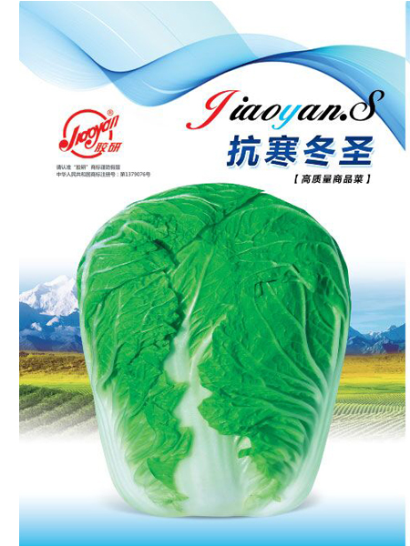 抗寒冬圣——秋播白菜